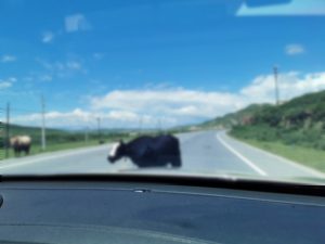 animal na rodovia