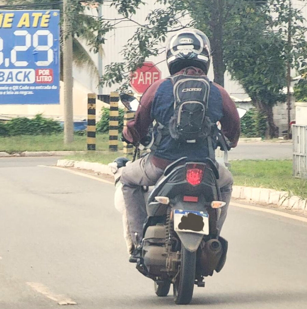 cachorro na moto