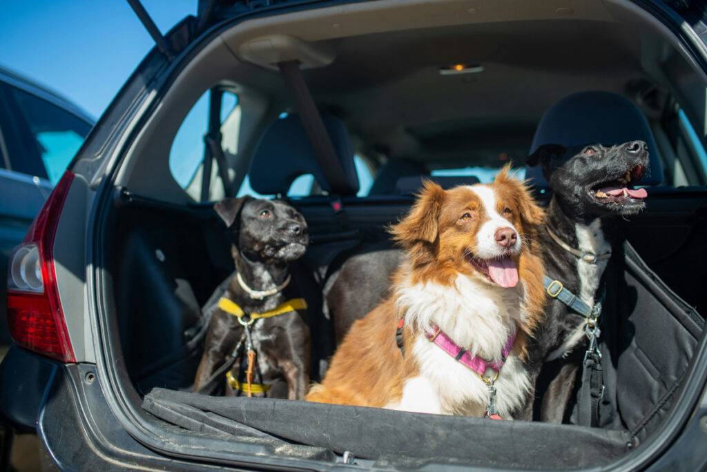 lei transporte de animais