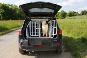transporte seguro de pets
