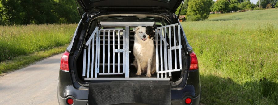transporte seguro de pets