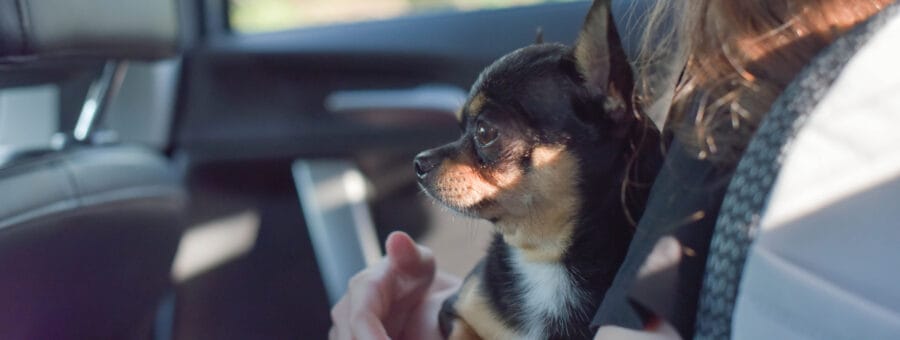 Transporte pet friendly