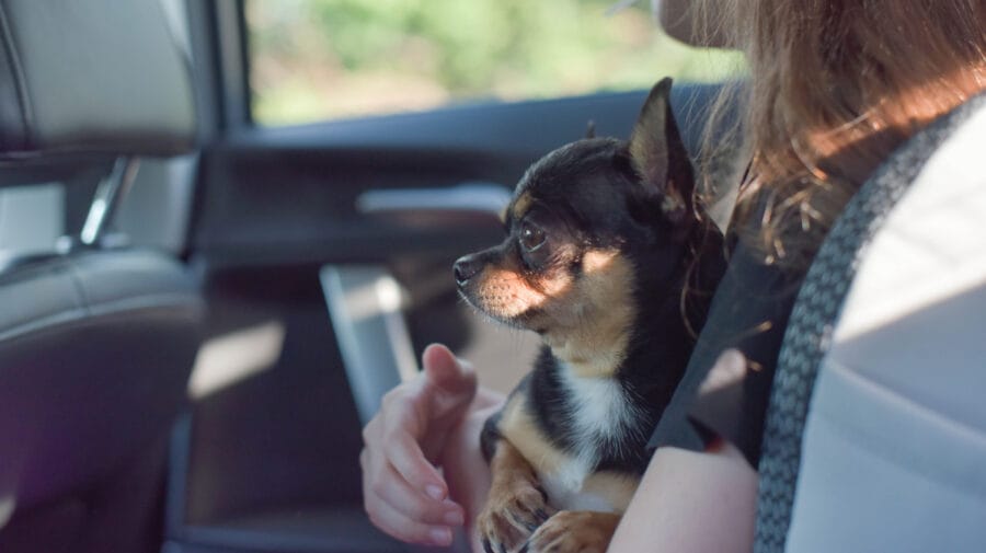 Transporte pet friendly