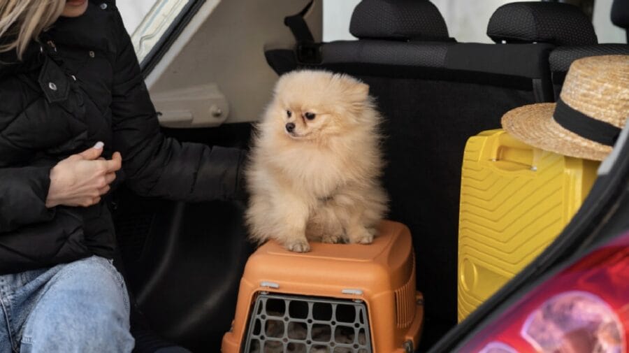 pets veículo