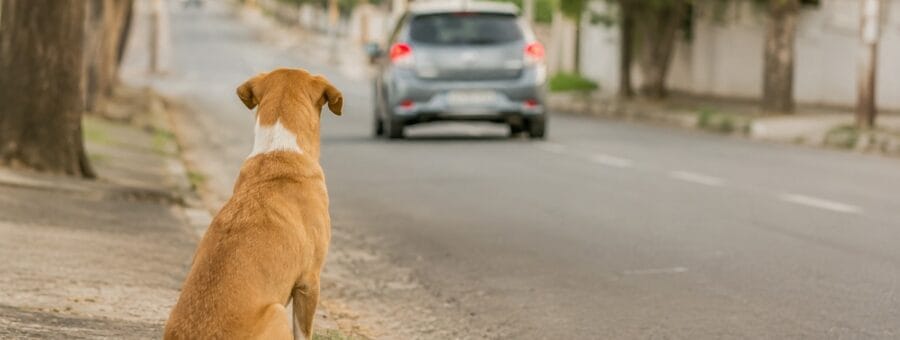 Suspensão da CNH por abandono de animais