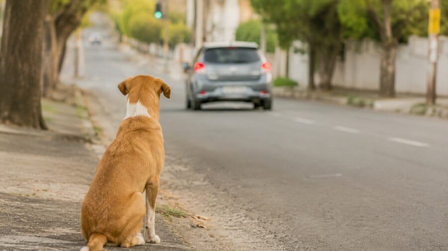 Suspensão da CNH por abandono de animais