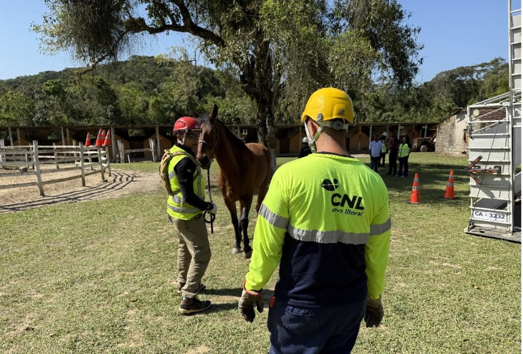 Animais de grande porte na rodovia: saiba como agir para evitar acidentes