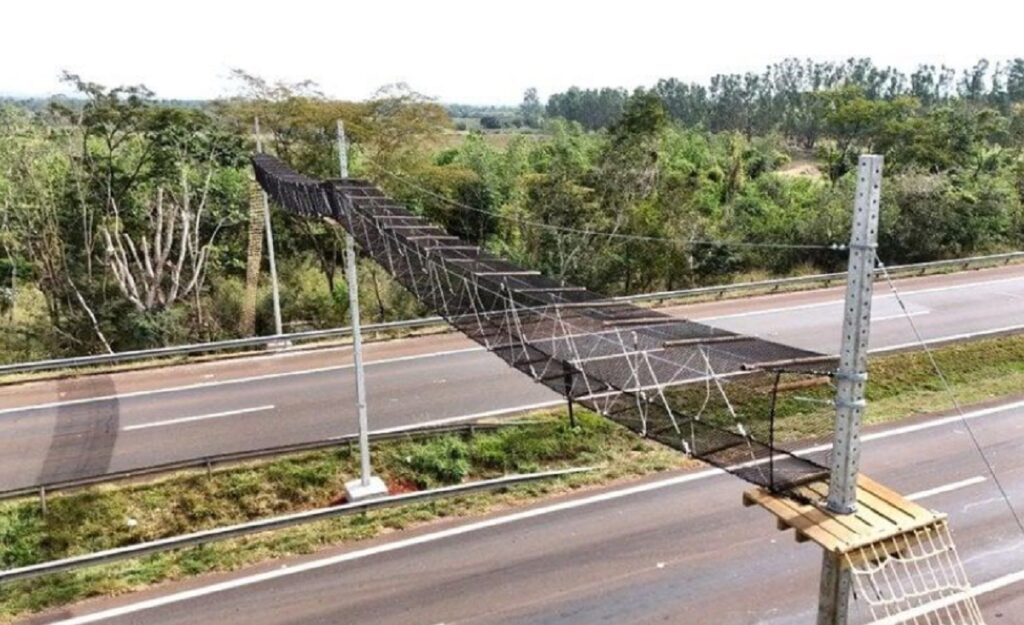 Arteris instala passagem aérea de fauna inédita na região de Ribeirão Preto para reforçar proteção de espécies em extinção