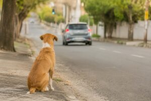 Suspensão da CNH por abandono de animais